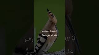 مشاري العفاسي:لا اله الا الله وحده لا شريك له الملك وله الحمد وهو على كل شي قدير