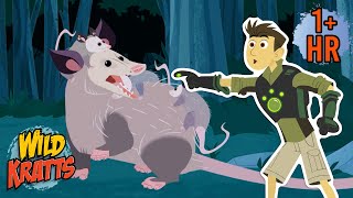 Baby Opossum Rescue Creature Rescues Wild Kratts