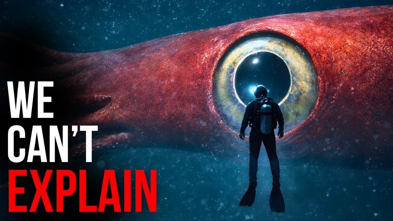 The Colossal Squid Makes No Sense