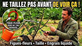 Jeunes figuiers de 2 ans : taille, engrais liquide et futures figues, Attention aux futures figues
