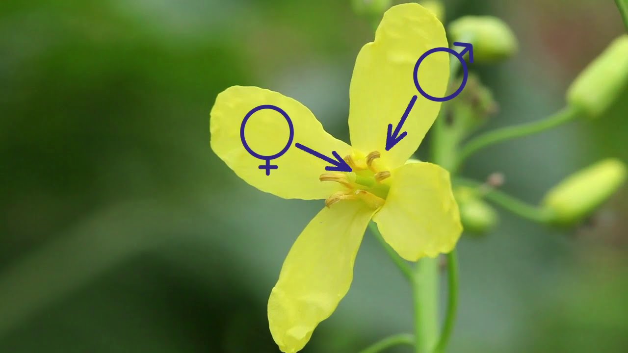 Comment obtenir des graines de chou fleur et de brocoli?