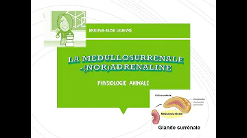 C'est quoi la médullosurrénale