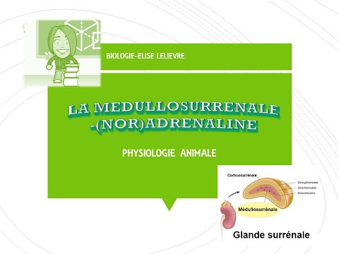 Vidéo: Différence Entre Le Cortex Surrénalien Et La Médullosurrénale