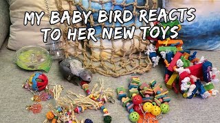 The top 20+ toys for baby african grey