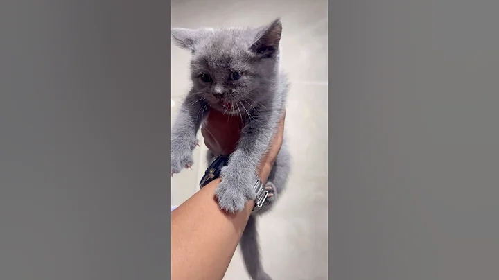 Watch the video about Meowing British Shorthair Kitten 🐱 #kitten #britishshorthair #cat #cutecat #cute #meowing