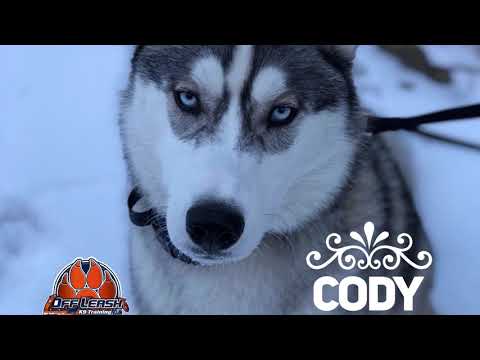 allentown-dog-trainers:-off-leash-k9-training-|||-8-month-old-siberian-husky,-cody