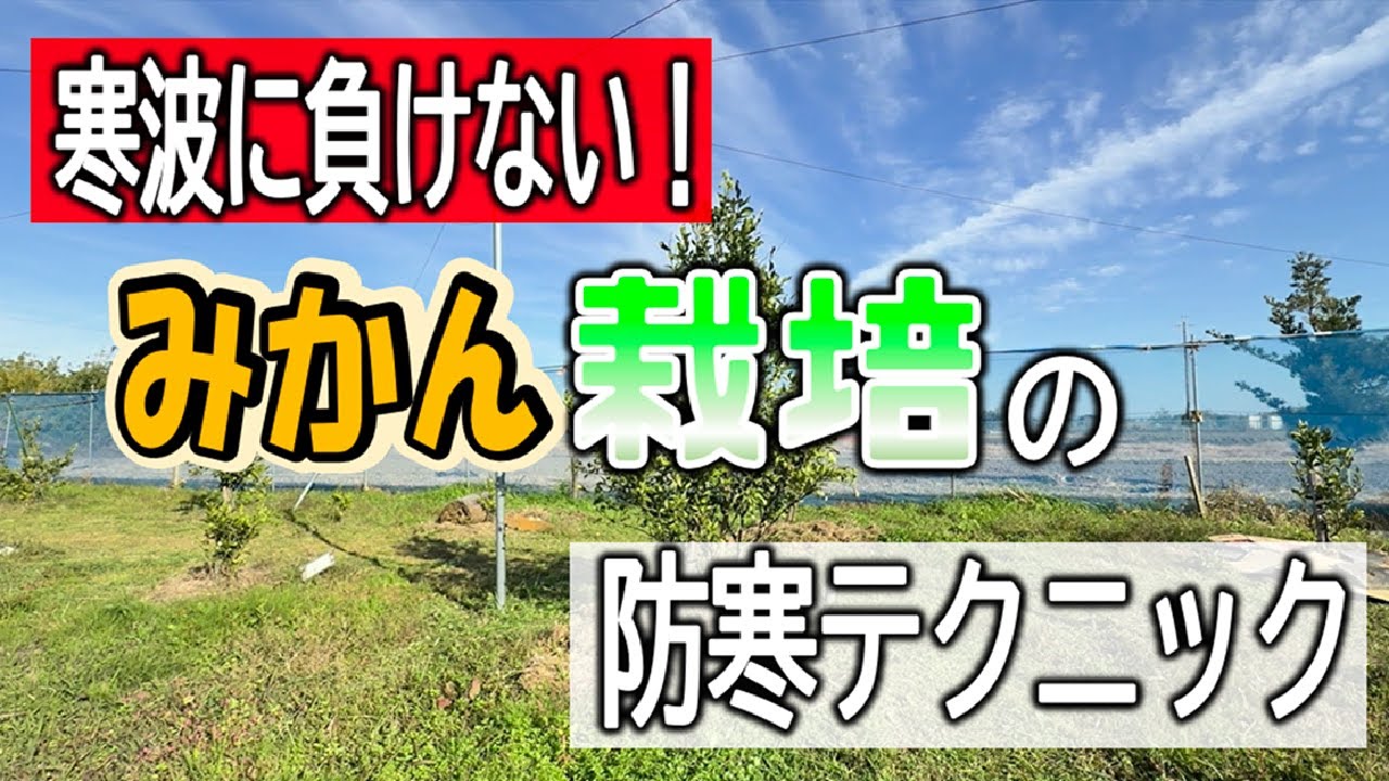 みかん栽培】20251128寒波に負けない！みかん栽培の防寒テクニック