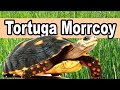 ▷ Tortuga Morrocoy, Sus Cuidados