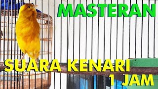 DURASI PANJANG MASTERAN SUARA KENARI 1 JAM PASTI DOR!!!