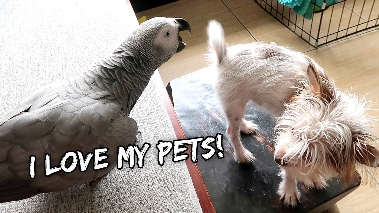 My Parrot And Puppy Are Friends | Vlog #940