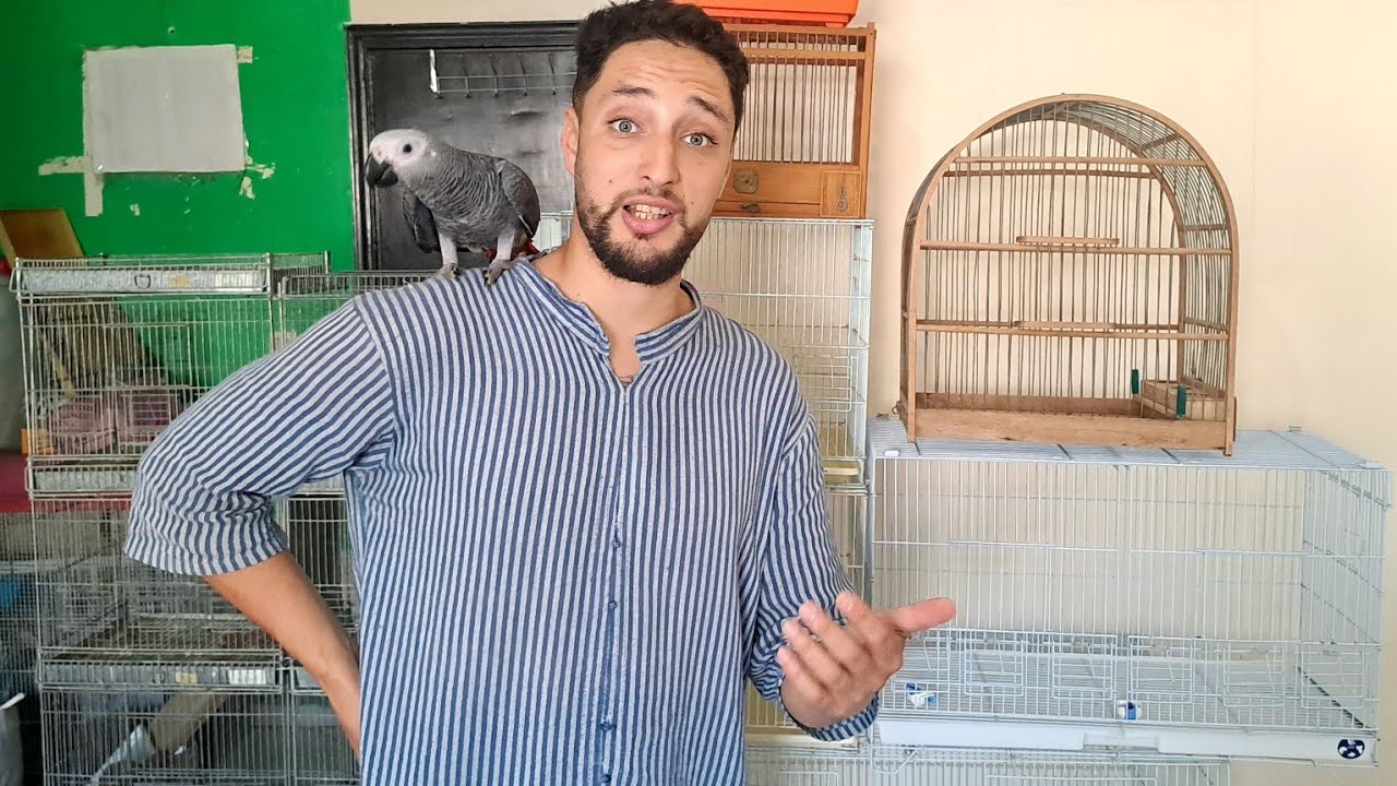 زيارة عند عثمان 🇲🇦 2024 ورانا طيور لعندو طيور للبيع وليدات اقفاص ..