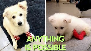 Rescued Dog Born With One Leg Shows Kids That Anything Is Possible by PAWS NATION 1,444 views 5 months ago 2 minutes, 16 seconds