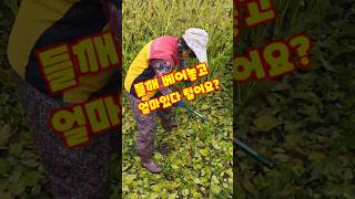 들깨베고 며칠있다 털어요? 빠짝말려야 잘털려 들깨수확시기 충북괴산 #shorts