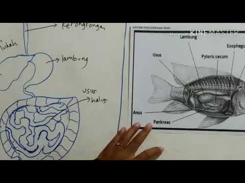 Video: Sistem Kardiovaskular Pada Ikan