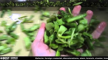 Romano bean sorting machine Genius - TOMRA Sorting