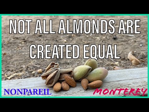 Video: Tatlong-lobed Almond