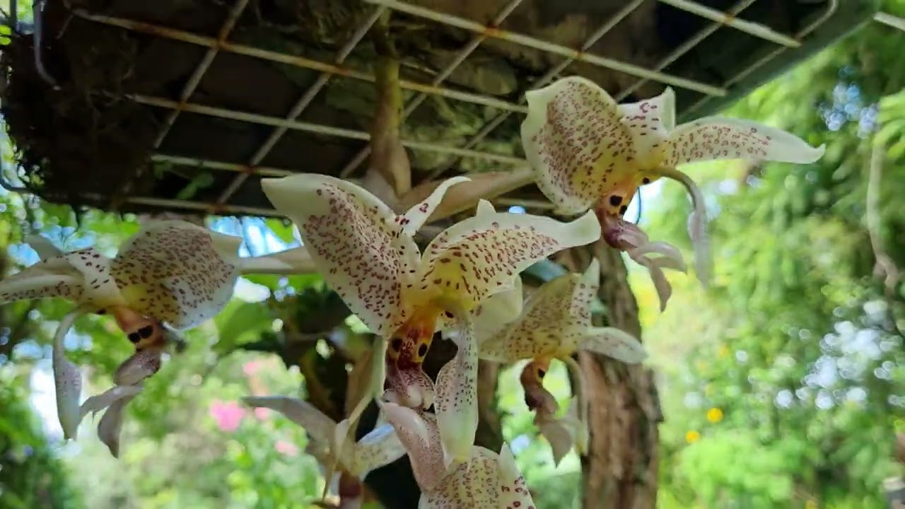 Orquídea rara, vamos ver?