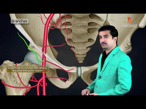 Femoral artery Anatomy : Origin , Course , Branches and Termination - Animated Lecture