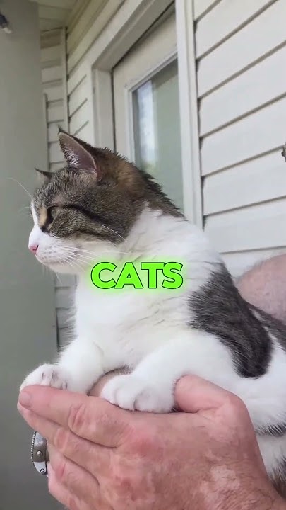 Your cat doesn’t think you’re its owner. - YouTube