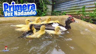 Los Patitos Bañando por Primera Vez  Después de 15 Días