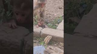 Mother Protecting Baby Monkey