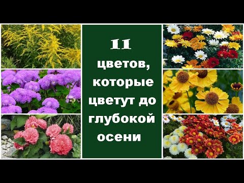 Видео: Выбор полевых цветов для зоны 5 – узнайте о выращивании холодостойких полевых цветов