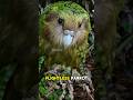 . “This Parrot Acts Like an Owl… and Can’t Fly?! 🦜😲” #animalfacts #facts #trending