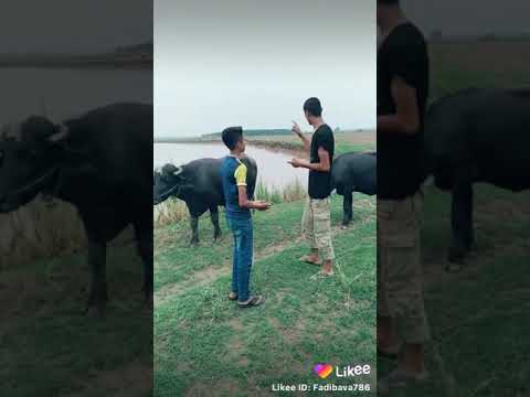 most-funny-video-funniest-ever-ehd-e-wafa