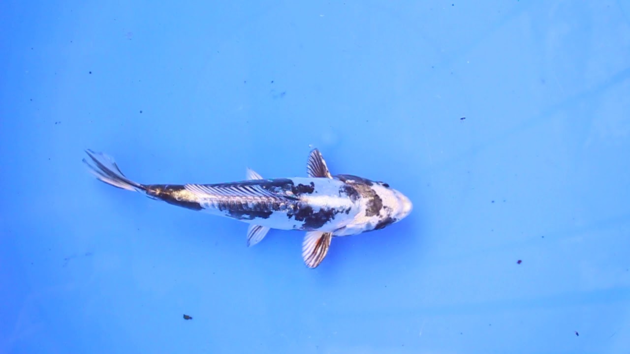 34 Kin Shiro Utsuri 19 75 v17 1