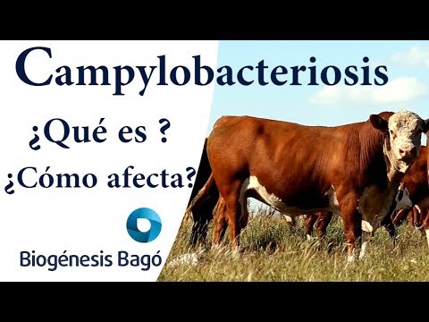 Vídeo: Infecció Bacteriana (campilobacteriosi) En Gossos
