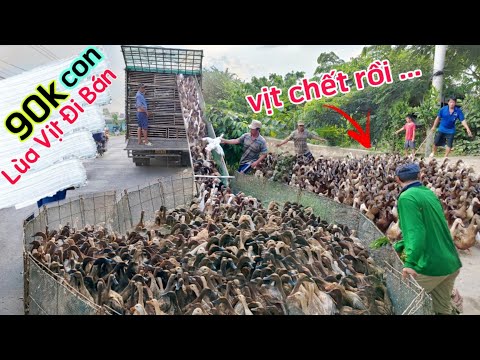 Video The Duck Song : Lùa hàng 1000 con vịt lên xe tải bán... - youtube