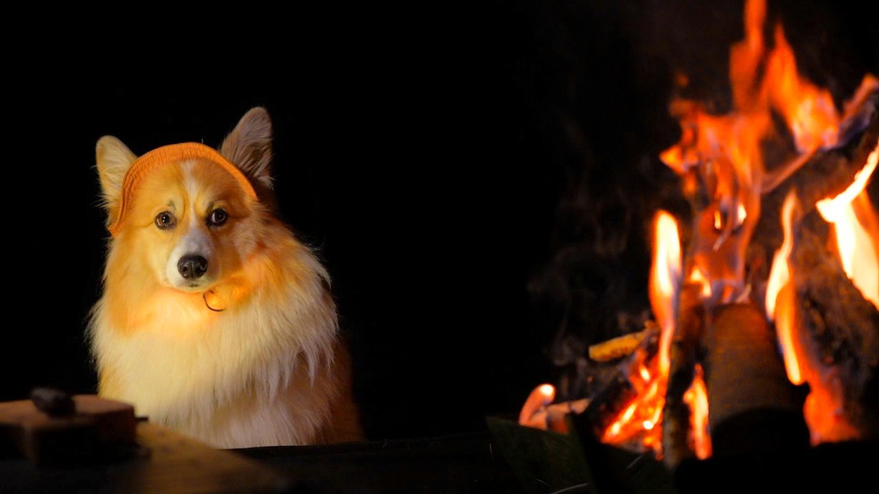 愛犬が集めた棒で『日帰りキャンプ』してみた結果　【一気見総集編】【11月】