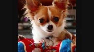 the pets classified ep 1 dogs!!!!!!!!!!!!!