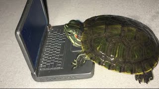 TUGAS PRAKTIKUM #3: DHCP SERVER DEBIAN 13 CLI di VMware