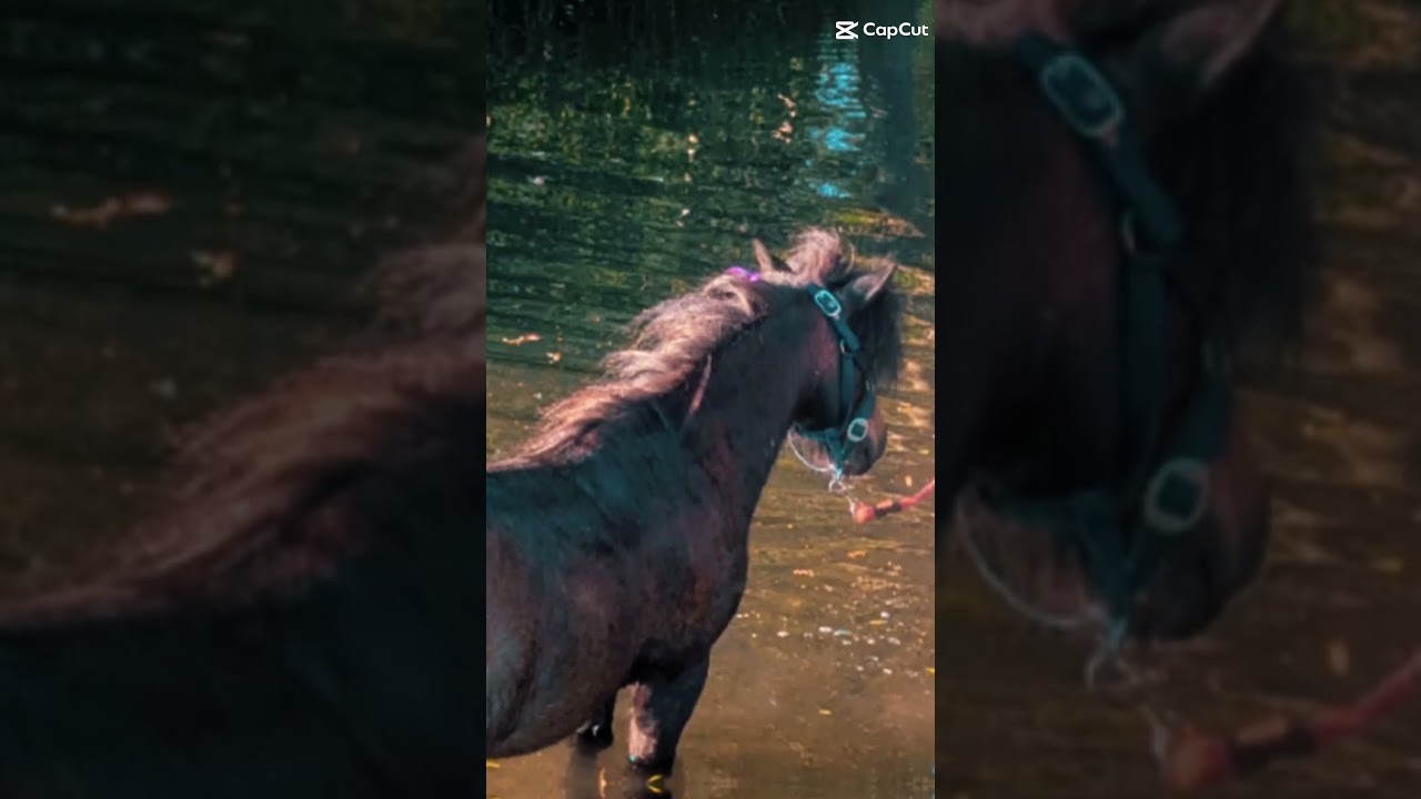 Pony Wisdom