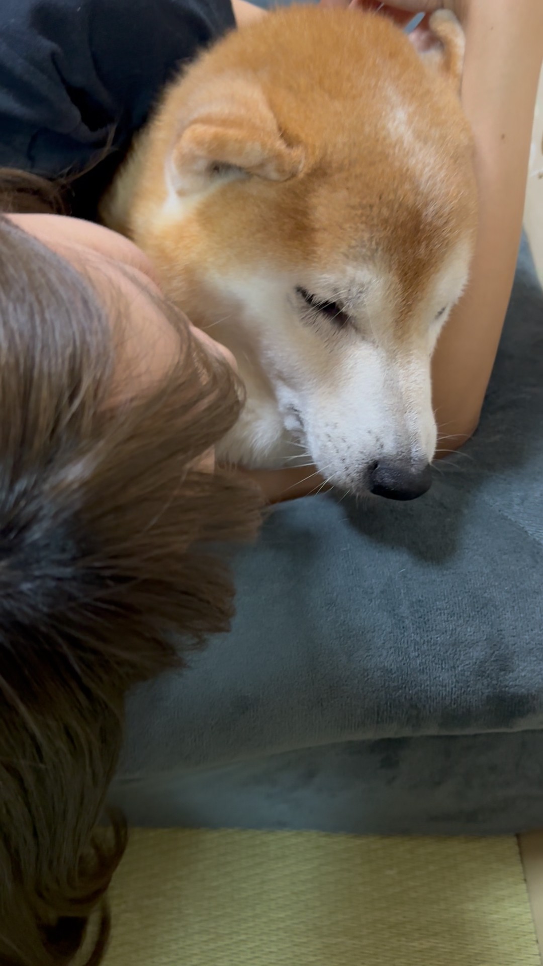柴犬福 姉にキス連打されリズムまで取られてしまう柴犬🤣Sis and Shiba