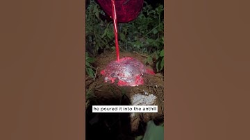 Thumbnail of Poor Ants #rock  #crystals  #hunting  #gemstone  #shorts