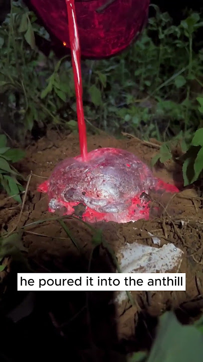 Poor Ants #rock  #crystals  #hunting  #gemstone  #shorts