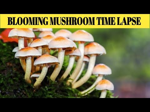 Lasso di tempo di funghi in fiore | Rallentatore | Deve guardare il video