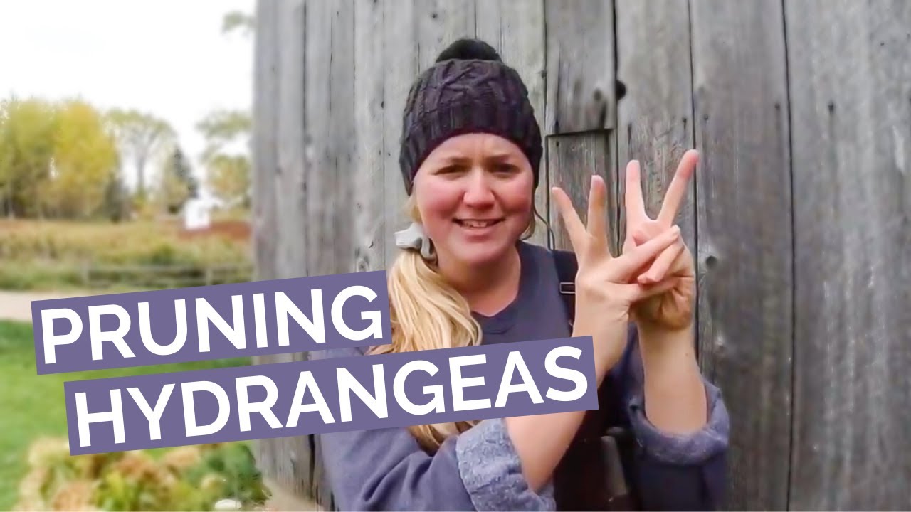 HOW TO PRUNE HYDRANGEAS Prune hydrangeas for winter and get the most