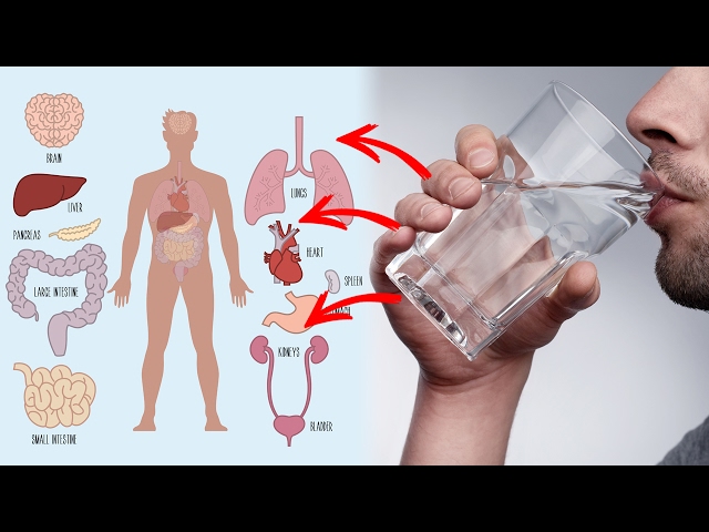 10 Benefits of Drinking Hot Water: How Can It Help Your Health?