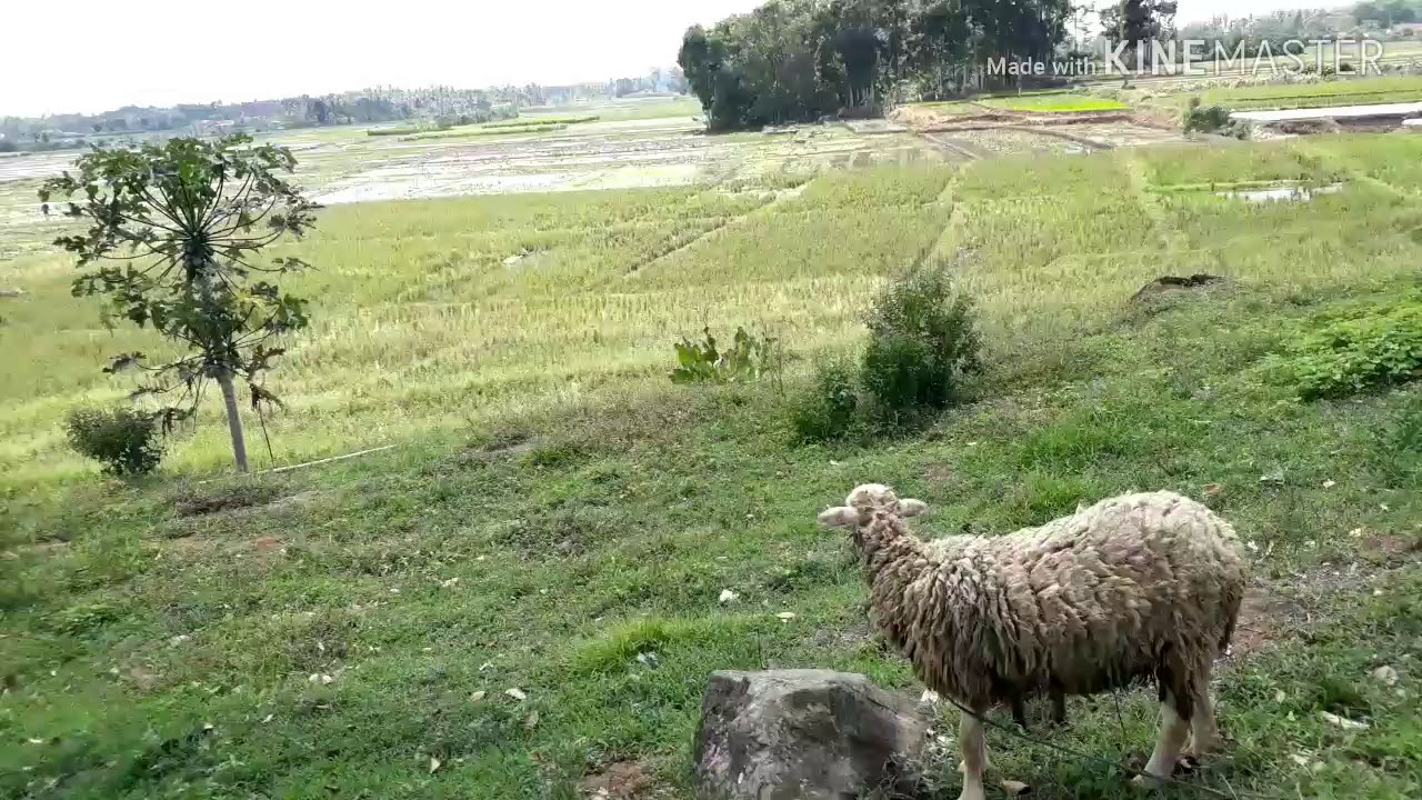 ngembala kambing 