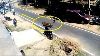 Leopard Attack Human - Alwar City Profile