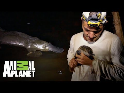 ¡Conoce al increíble ornitorrinco! | Wild Frank: Tras la evolución de las especies | Animal Planet