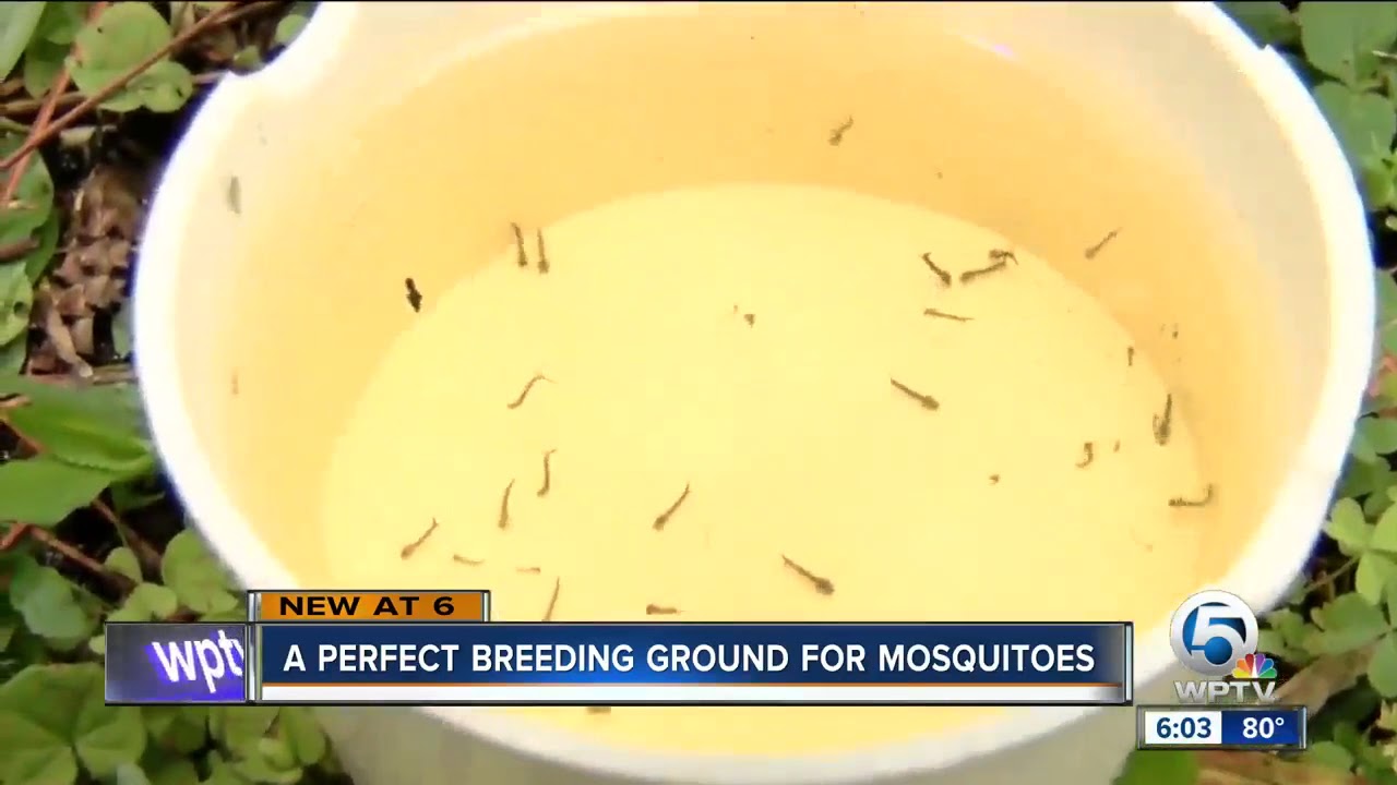 a-perfect-breeding-ground-for-mosquitoes-youtube