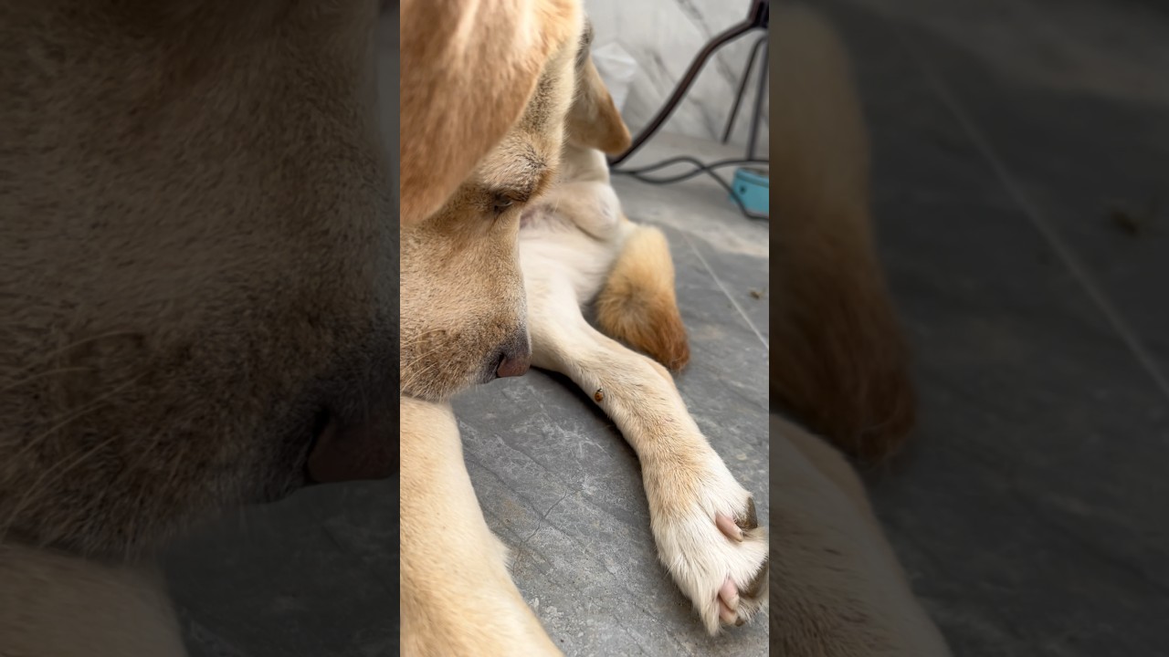 When a ladybug meets a dog