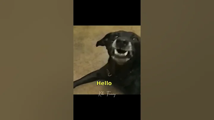 Watch the video about Funny cat videos | Try not to laugh at Impossible Cute Cats and Funny Moments | Kiki Funny