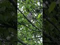 Pretty Bird