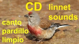canto pardillo - Linnet singing -chant de linotte melodieuse