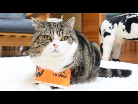 スッポリなねこ。-The cup fits Maru.-